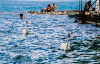 Swans swimming in lake