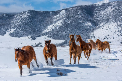 Horses running on snow covered field