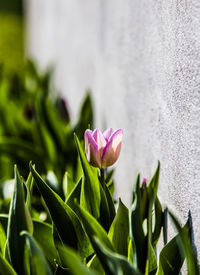 Close-up of pink flowering plant