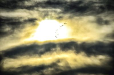 Low angle view of bird flying in sky
