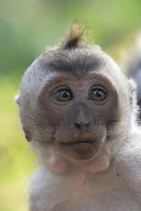 Close-up portrait of monkey outdoors