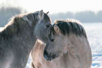 Close-up of a horse