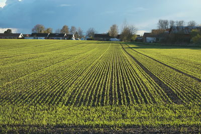 Scenic view of agricultural field against sky