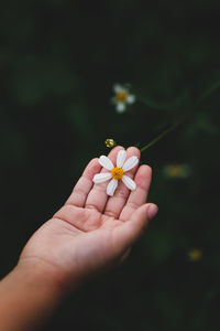 Close-up of hand holding flower