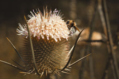 Close-up of bee pollinating flower