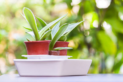 Close-up of potted plant on table