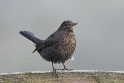 Close-up of bird perching on railing