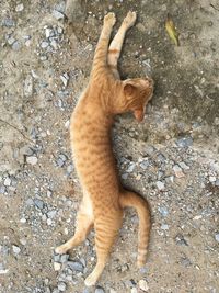 High angle view of ginger cat