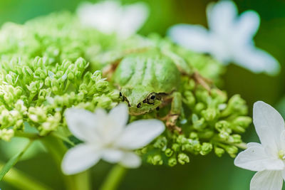 Close-up of insect on flower