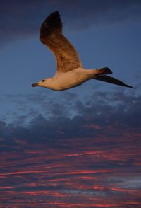 Close-up of bird flying against sky