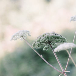 Close-up of dandelion