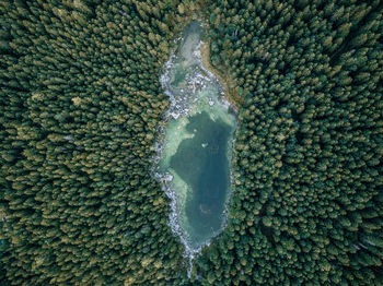 Aerial view of lake amidst forest