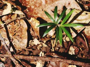 Close-up of plant