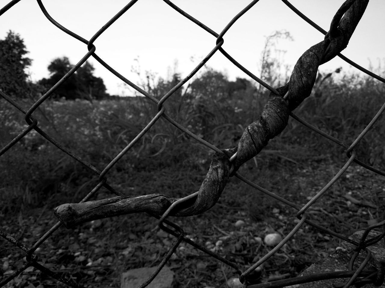 CLOSE-UP OF CHAINLINK FENCE BY TREE