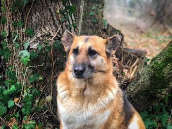 Portrait of a dog in the forest