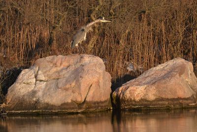 View of birds on rock by lake