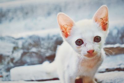 Close-up portrait of white cat