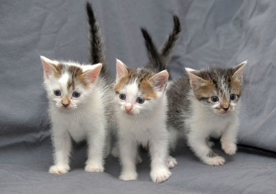 Portrait of cats on the floor