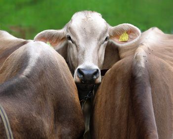 Portrait of cow with livestock tag