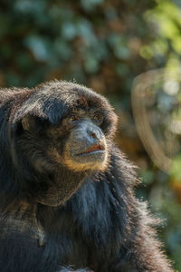 Close-up of gorilla looking away