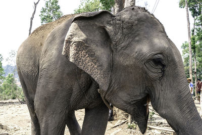 Close-up of elephant on field