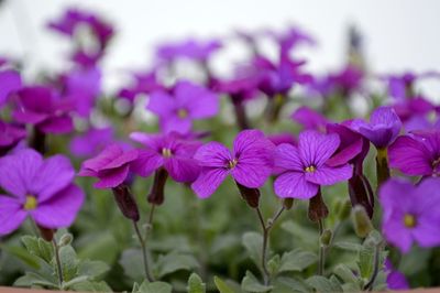 Close-up of purple flowers blooming outdoors