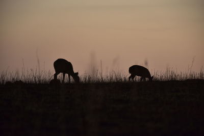 Silhouette deer grazing on field against sky