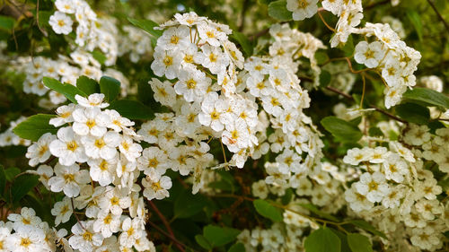 Close-up of white flowering plant