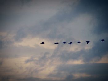 Low angle view of silhouette birds flying against sky