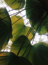 Low angle view of palm tree