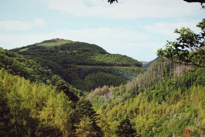 Scenic view of forest against sky