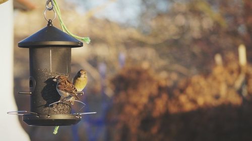 Bird perching on birdhouse