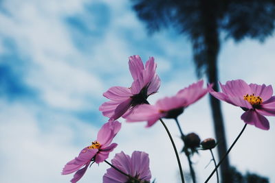 Close-up of pink cosmo plant against sky