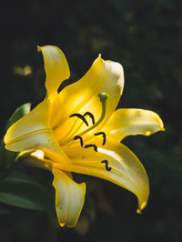 Close-up of yellow flowering plant