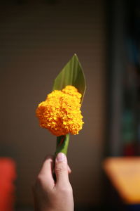 Close-up of hand holding yellow flower