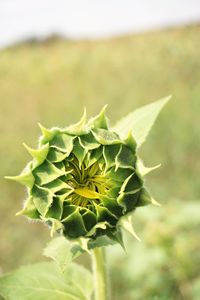 Close-up of sunflower bud