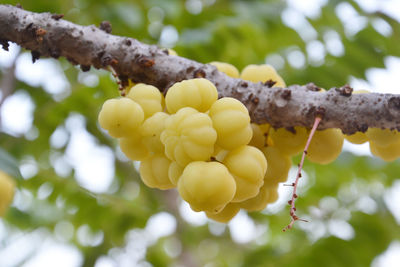 Low angle view of fruits growing on tree