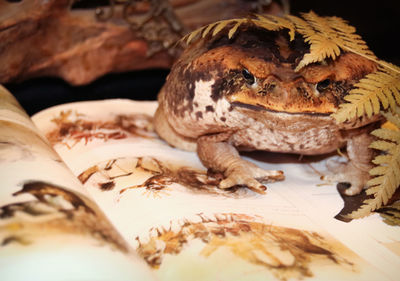 Close-up of lizard on bed