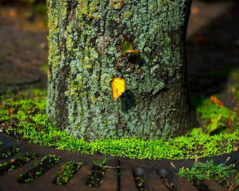 tree trunk