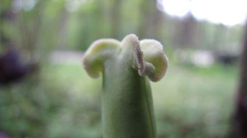 Close-up of plant against blurred background