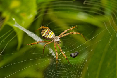 Close-up of colourful spider on web