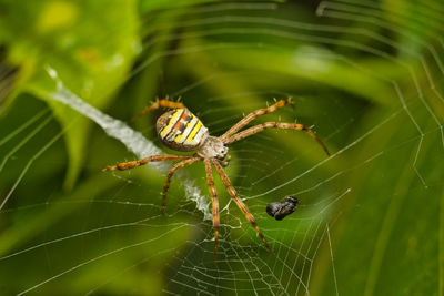 Close-up of spider on web