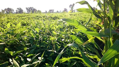 Low angle view of fresh green field against sky