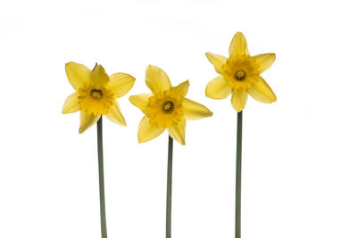 Close-up of yellow flowering plant against white background