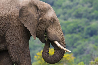 Close-up of elephant