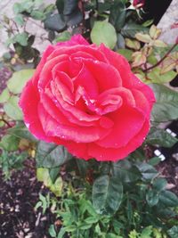 Close-up of wet red rose blooming outdoors