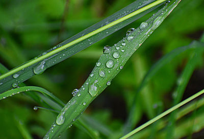 Close-up of wet plant leaves during rainy season