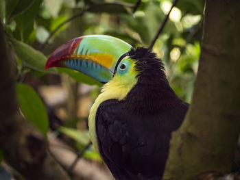 Close-up of parrot perching on branch