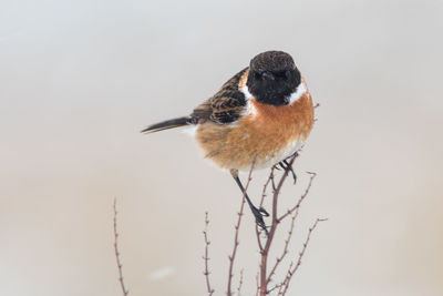 Close-up of bird perching on white