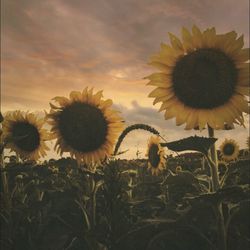 Sunflower growing in field